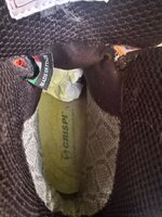 IMG_3597.jpeg