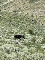 IMG_9184.jpeg