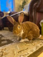 IMG_8229.jpeg
