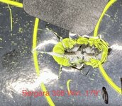IMG_4221.jpeg