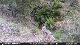 STC_0511 coyote.JPG