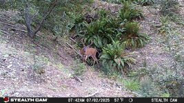 STC_1034 my buck.JPG