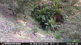 STC_0218 bear.JPG
