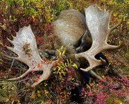 Moose.jpeg