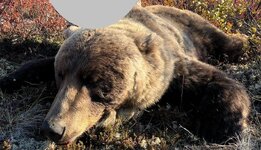 B Bear.jpg
