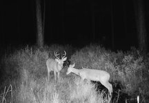 IMG_3690.jpeg