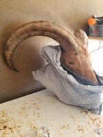 IMG_1293.jpeg