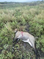 IMG_1079.jpeg IMG_1079.jpeg