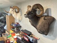IMG_3746.jpeg