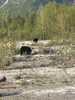 bears.jpg