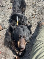 blk bear 3.jpg