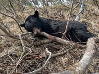 blk bear.jpg