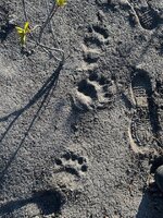 bear track.jpg