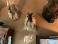 IMG_2006.jpeg