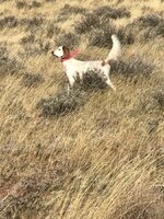 IMG_6640.jpeg