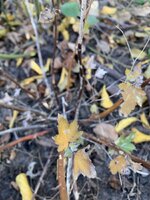 IMG_7632.jpeg