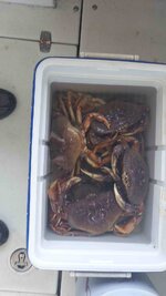 2025 crab day 1.jpg