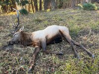 IMG_7109.jpeg