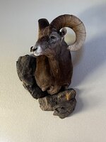 IMG_0113.jpeg