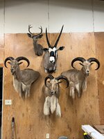 IMG_0143.jpeg