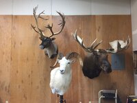 IMG_1771.jpeg