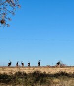 IMG_2420.jpeg