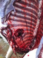 IMG_0829.jpeg