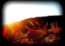 IMG_1328.jpeg