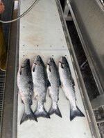IMG_8943.jpeg
