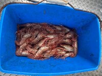 IMG_8930.jpeg