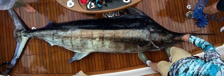 IMG_0355.jpeg