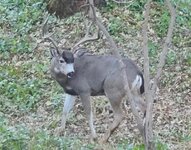 IMG_5078.jpeg