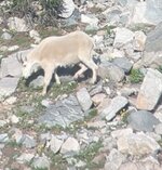 IMG_7868.jpeg