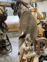 IMG_8111.jpeg
