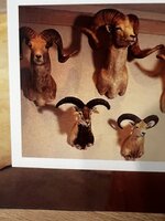 IMG_7422.jpeg