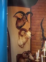 IMG_7419.jpeg