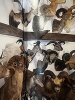 IMG_7421.jpeg
