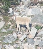 IMG_7871.jpeg