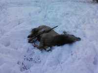 IMG_4372.jpeg