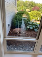 IMG_2778.jpeg