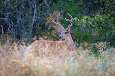 Deer7-21-25-1.jpg