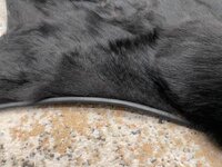 IMG_6617.jpeg