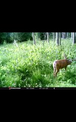 Screenshot_20250726-152544.jpg