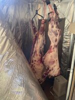IMG_3694.jpeg