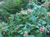 BD864B60-2A06-4048-A6D9-5D11278A18E7.jpeg