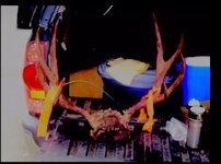 IMG_1358.jpeg