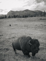 _DSC3779.jpeg