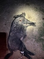 IMG_4320.jpeg