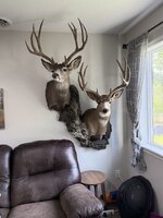 IMG_3480.jpeg