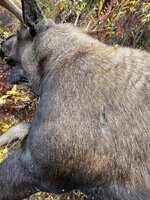 IMG_0485.jpeg
